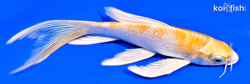 6.75" HARIWAKE BUTTERFLY