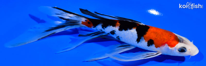 8" SANKE BUTTERFLY