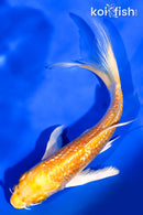 5.75" GINRIN HARIWAKE BUTTERFLY