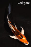 5" BENI KIKOKURYU BUTTERFLY