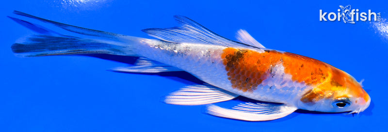 4.75" GINRIN YAMATO NISHIKI BUTTERFLY