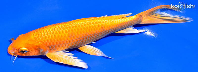 7.75" ORENJI OGON BUTTERFLY