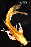 7" KI MATSUBA BUTTERFLY