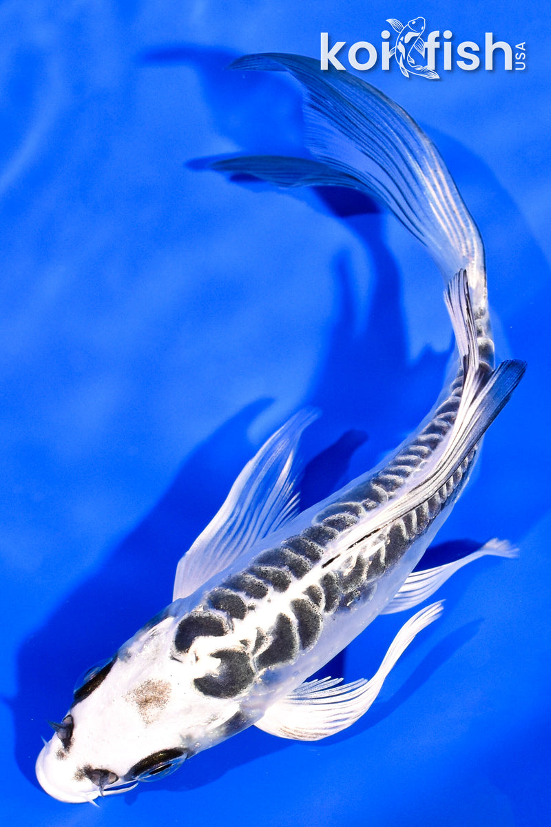 5.75" KIKOKURYU BUTTERFLY