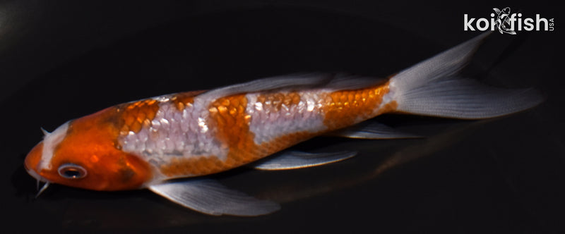 4.75" GINRIN OCHIBA SHIGURE BUTERFLY