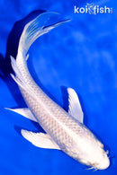 5.75" PLATINUM OGON BUTTERFLY