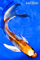 7.75" KUJAKU BUTTERFLY