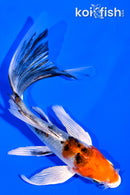 5.5" YAMATO NISHIKI BUTTERFLY