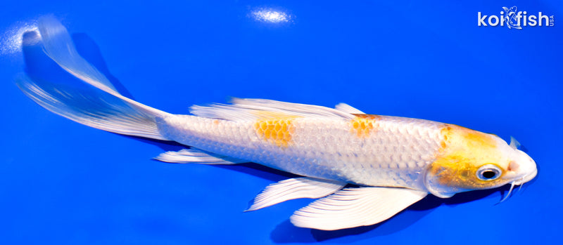 7.75" HARIWAKE BUTTERFLY
