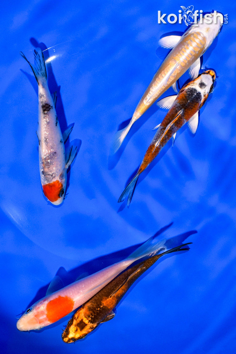 PACK OF (5) 4-5" STANDARD KOI