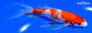 5.5" KOHAKU BUTTERFLY