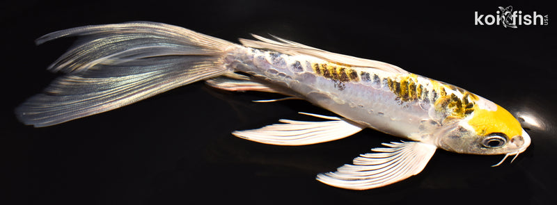7.5" KIN KIKOKURYU BUTTERFLY