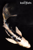 5.25" DOITSU GIN SHIRO BEKKO BUTTERFLY