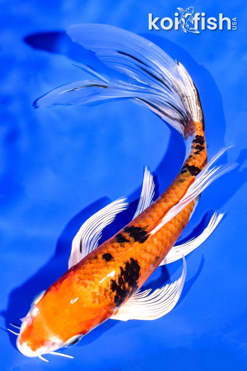 7.5" YAMATO NISHIKI BUTTERFLY
