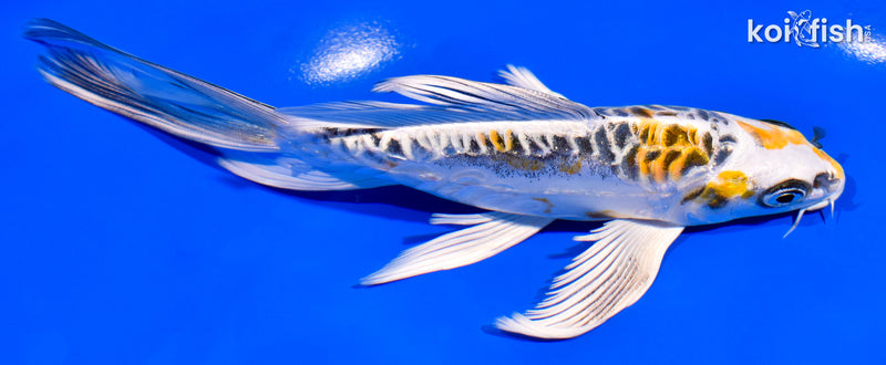 6.5" ARAGOKE KIN KIKOKURYU BUTTERFLY