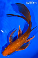 7.5" GINRIN CHAGOI BUTTERFLY