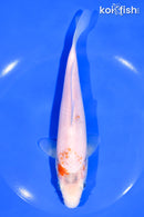 7.25" KOHAKU