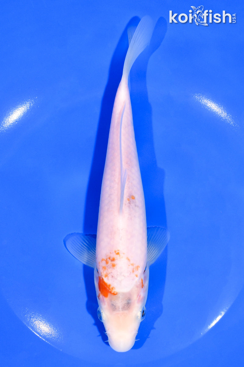 7.25" KOHAKU