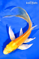 6.25" YAMABUKI OGON BUTTERFLY