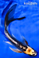 6.25" BENI KIKOKURYU BUTTERFLY