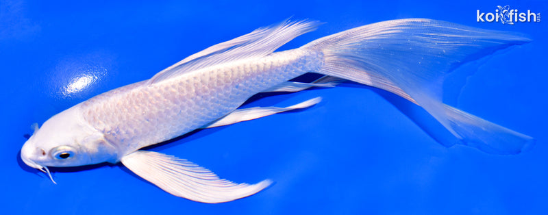7.5" PLATINUM OGON BUTTERFLY
