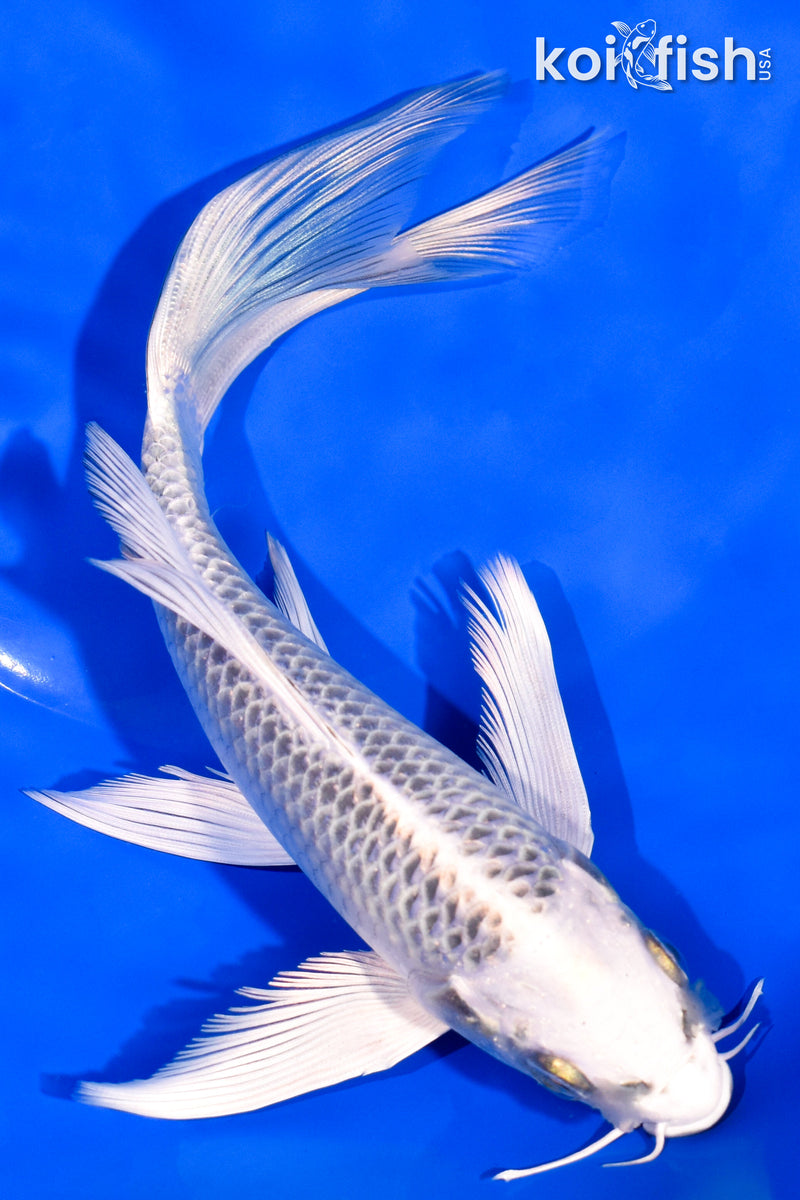 7.5" GIN MATSUBA BUTTERFLY