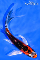 5.5" BENI KIKOKURYU BUTTERFLY