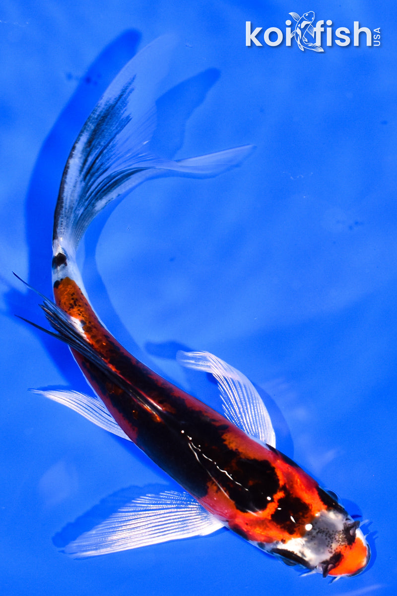 5.5" BENI KIKOKURYU BUTTERFLY