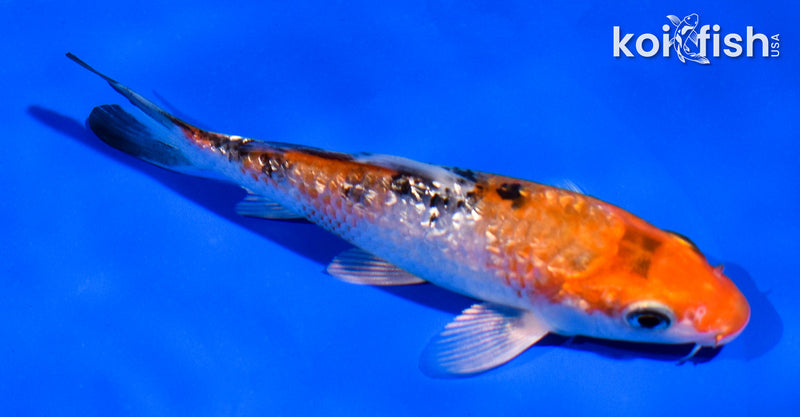 4.5" GINRIN YAMATO NISHIKI