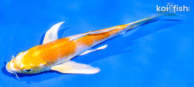 6" HARIWAKE BUTTERFLY