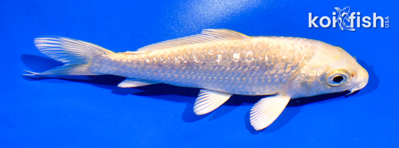 4.5" GINRIN YAMABUKI OGON