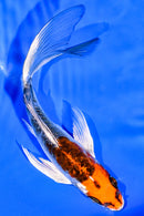 5.75" BENI KIKOKURYU BUTTERFLY