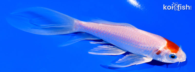 5.5" TANCHO KOHAKU BUTTERFLY