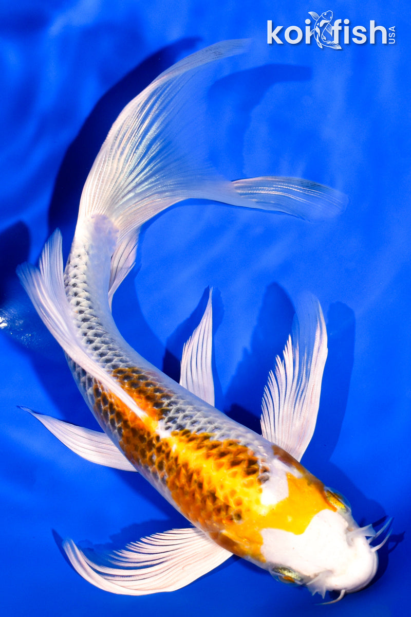 7.5" KUJAKU BUTTERFLY