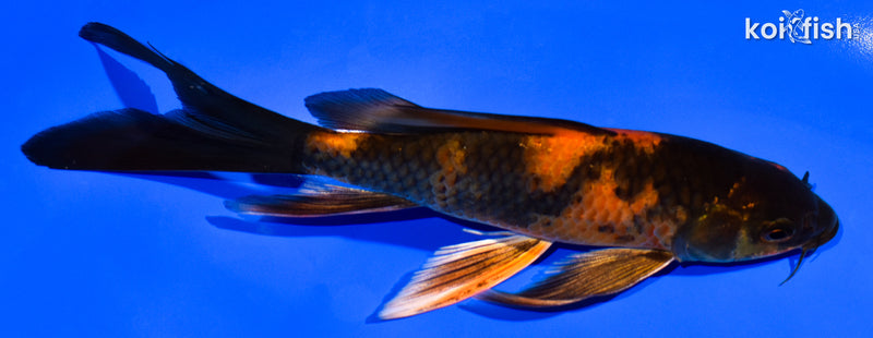 6" KIN HI UTSURI BUTTERFLY