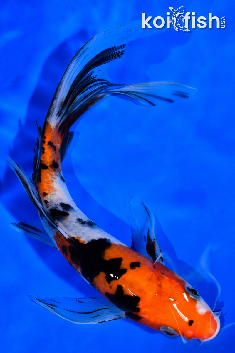 7" SANKE BUTTERFLY