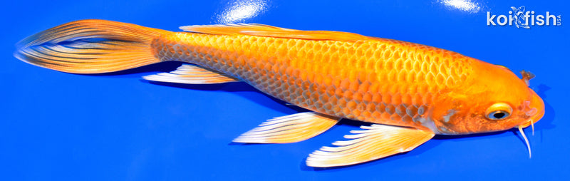 7.75" ORENJI OGON BUTTERFLY