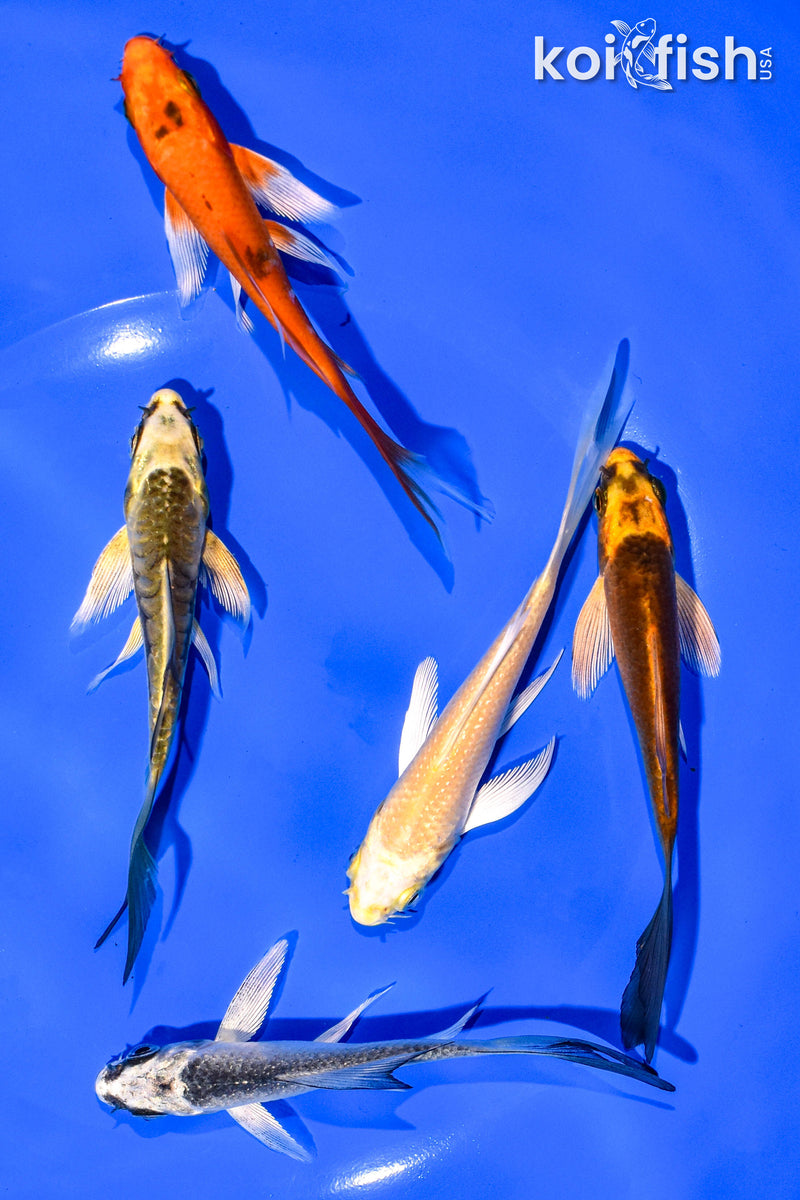 PACK OF (5) 3-4" BUTTERFLY KOI