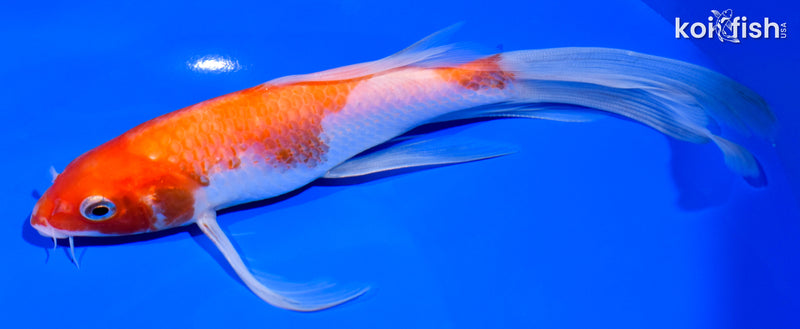 7.75" KOHAKU BUTTERFLY
