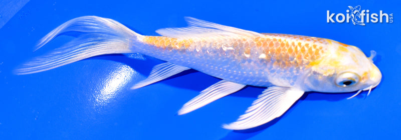 5.5" GINRIN HARIWAKE BUTTERFLY