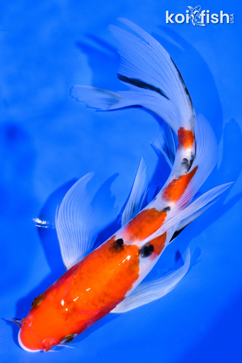 7.75" SANKE BUTTERFLY