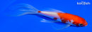 5.75" KOHAKU BUTTERFLY