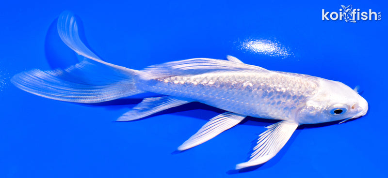 5.25" GINRIN PLATINUM OGON BUTTERFLY