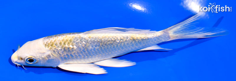 5.25" GINRIN KUJAKU BUTTERFLY
