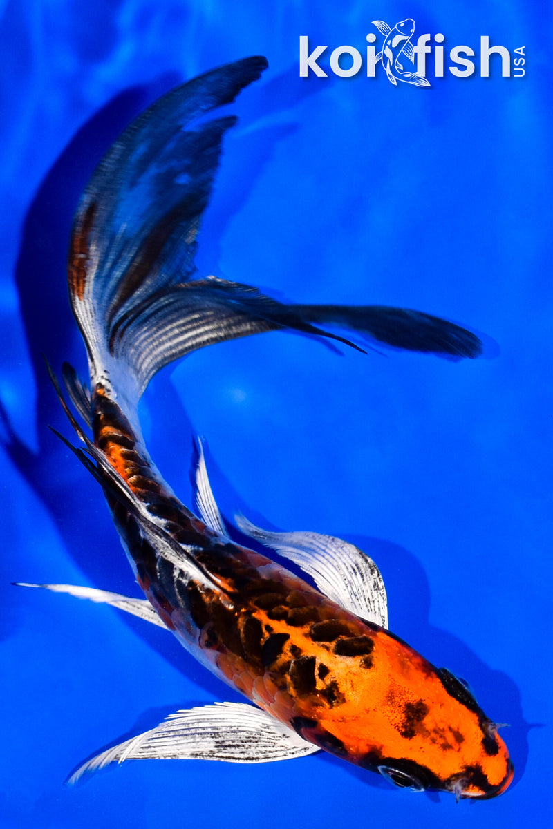 6.25" BENI KIKOKURYU BUTTERFLY