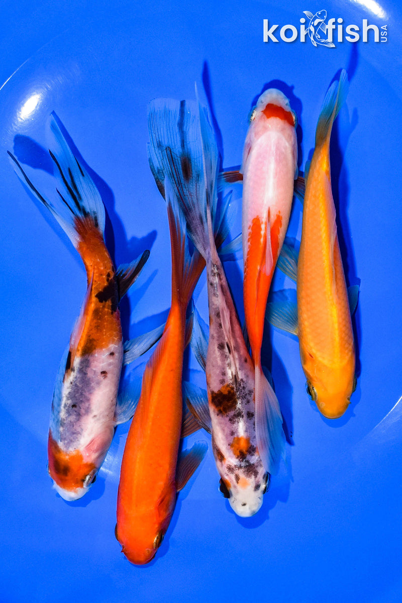 (5) 4-5" ASSORTED GOLDFISH