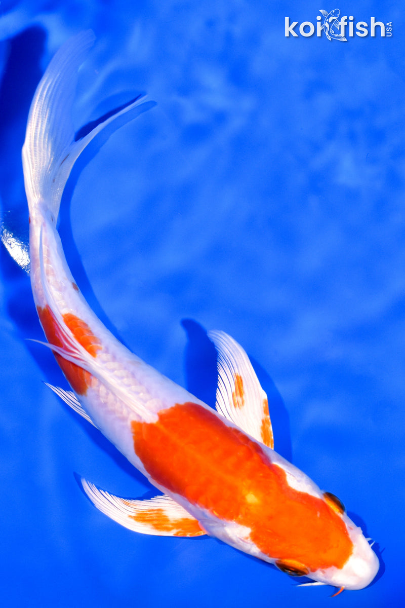 6.75" KIKUSUI BUTTERFLY