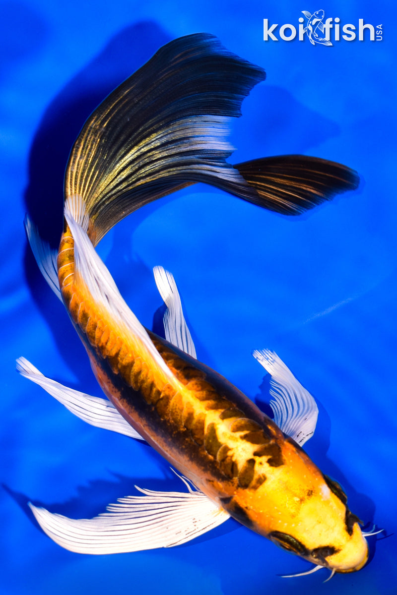 7.5" BENI KIKOKURYU