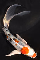 5.25" YAMATO NISHIKI BUTTERFLY