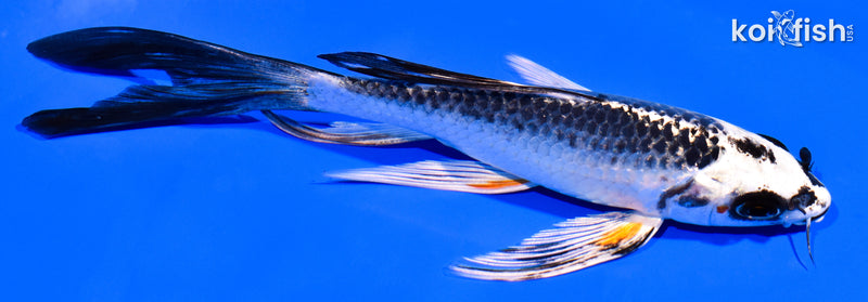 5.75" BENI GINGA BUTTERFLY